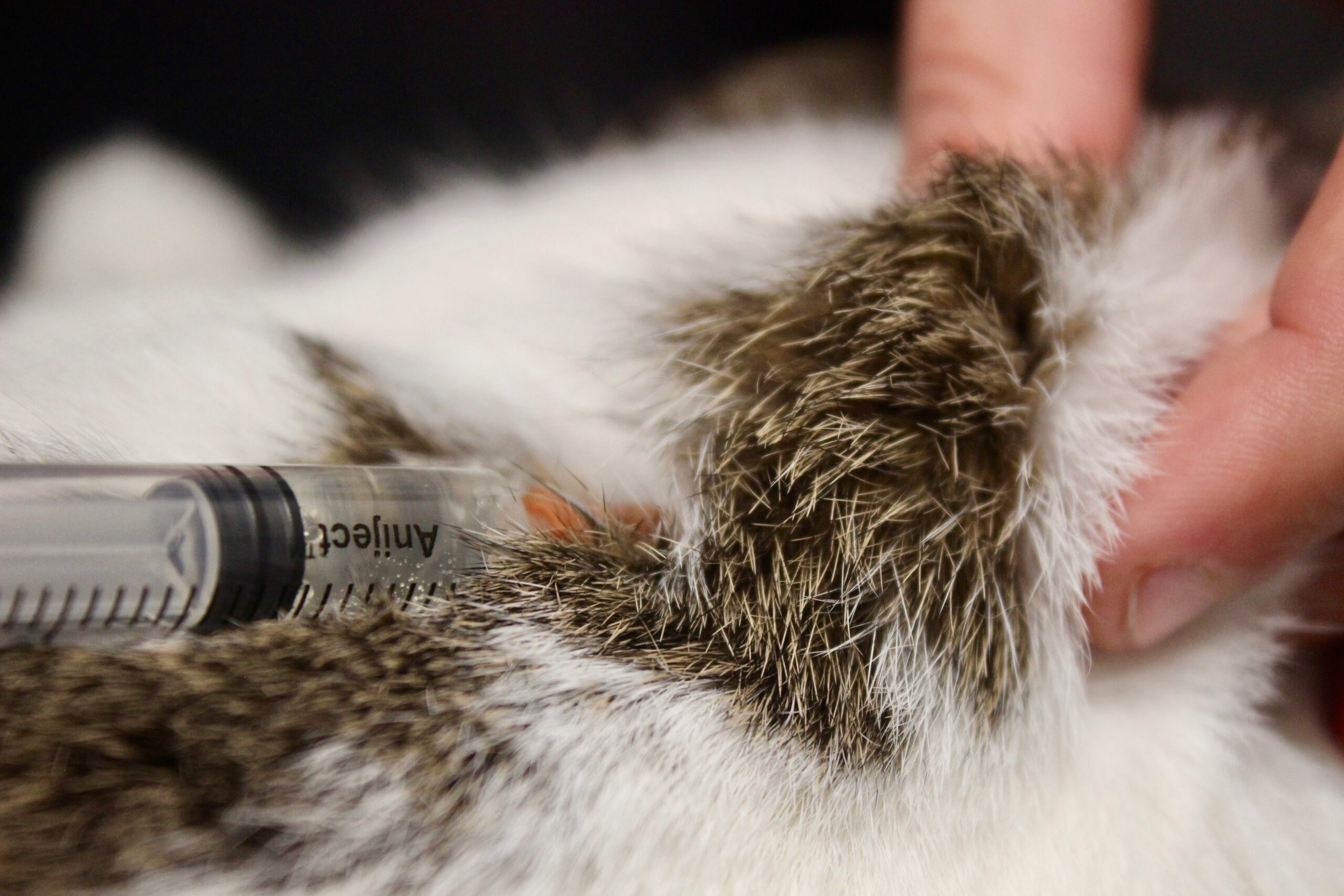 Virale aandoeningen bij honden en bescherming