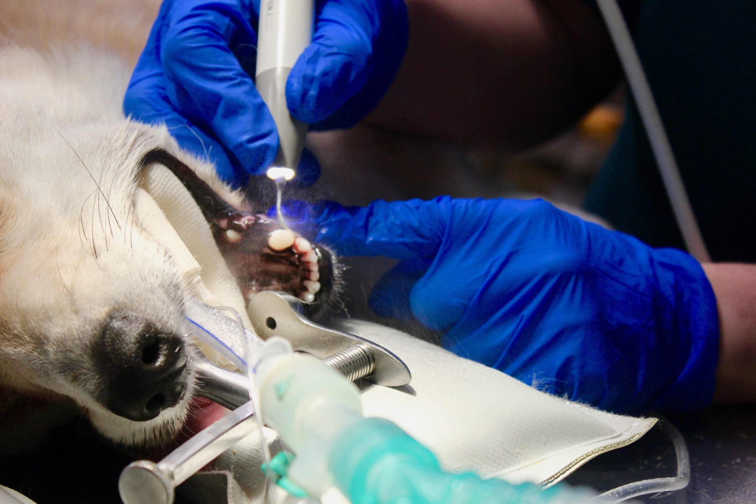 Anesthesie