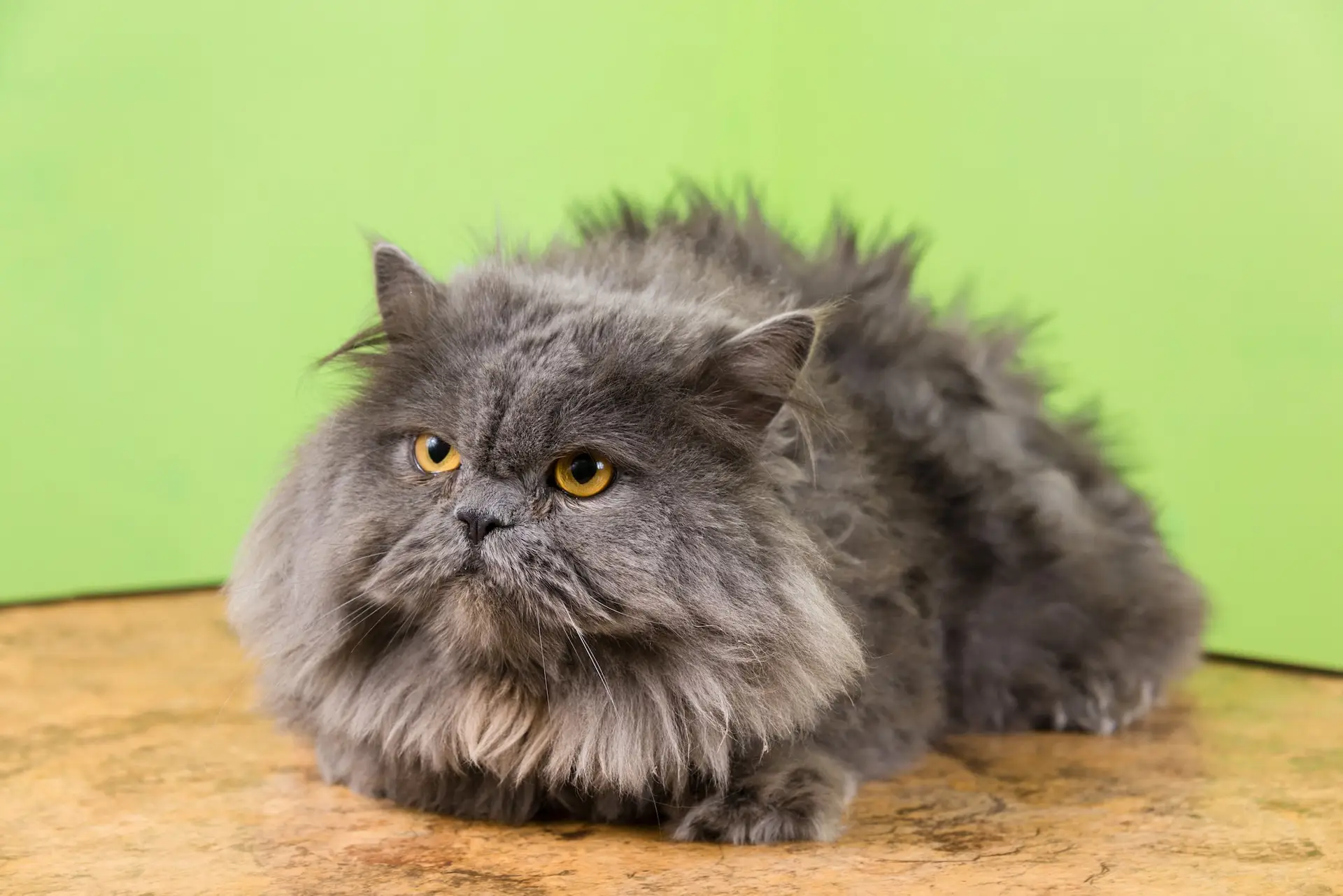 Katten trimmen
